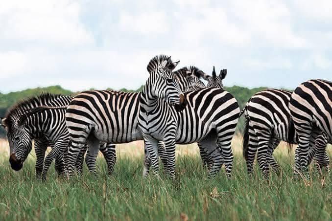 Environews RDC tweet media