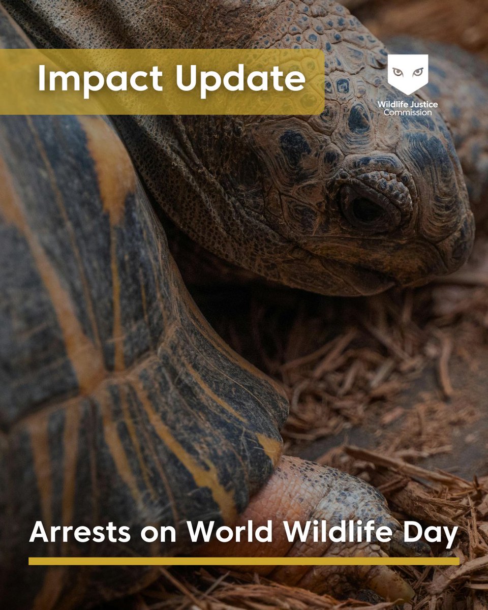 Wildlife Justice Commission tweet media