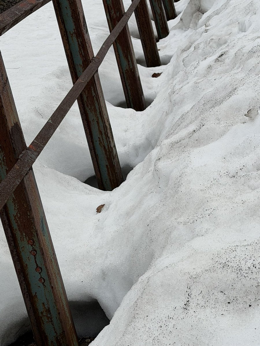 動物病院周辺　まだまだ雪が消えていかない。雪が消えればもう少し何かわかるかも。#シーズー　#迷い犬　#中通町　#上越市　#探しています