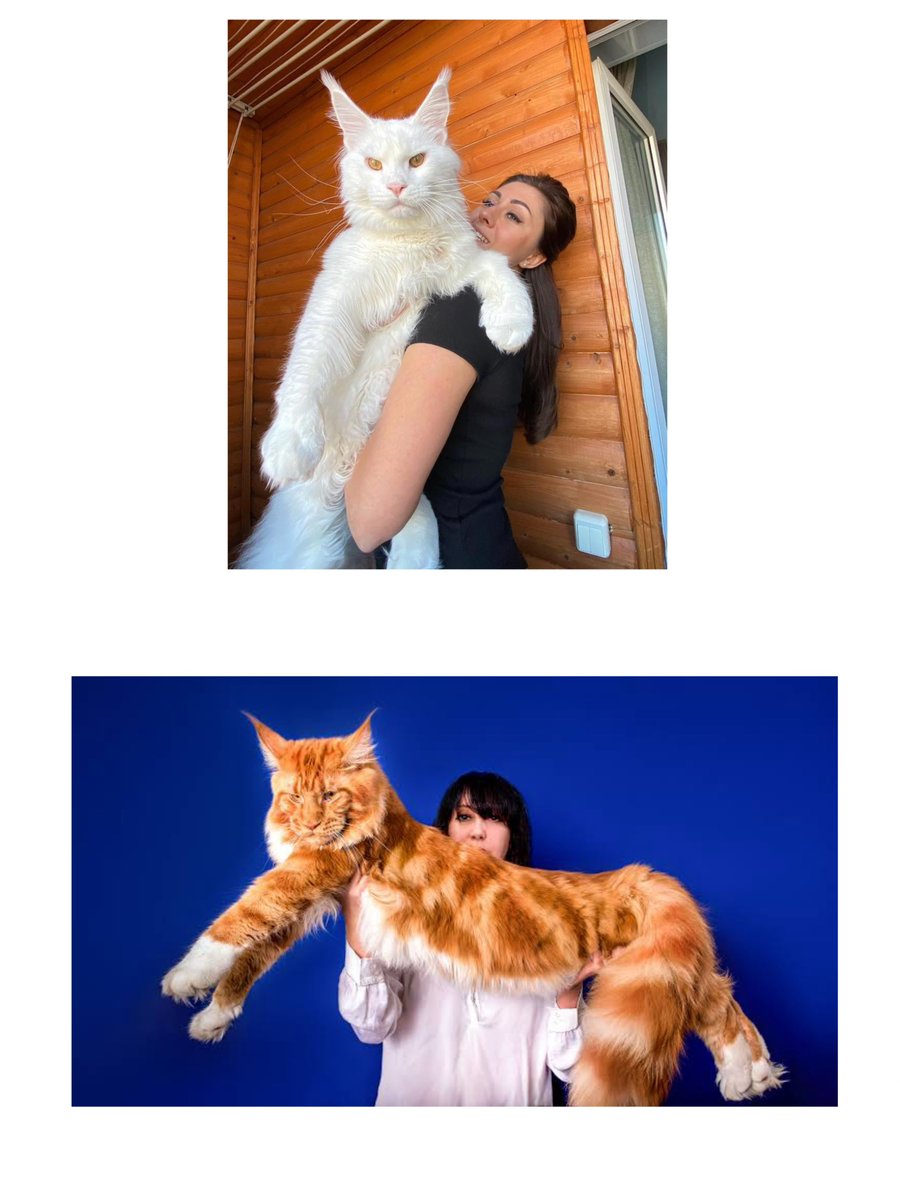 น้องเป็น Maine Coon ครับ