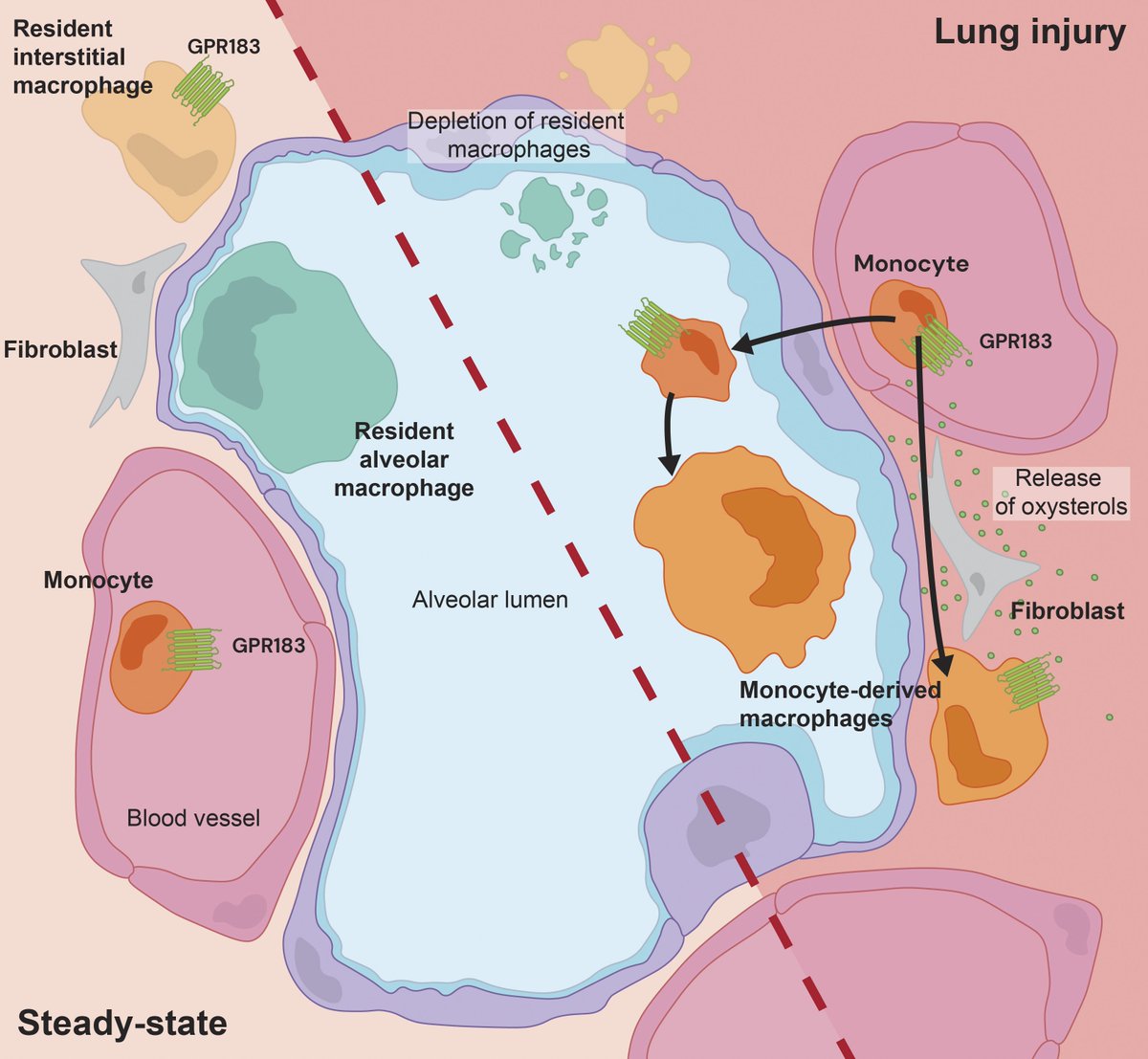 Tim Willinger lab tweet media