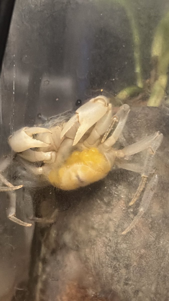 うずらちゃん (@idd_o7) / Posts / X