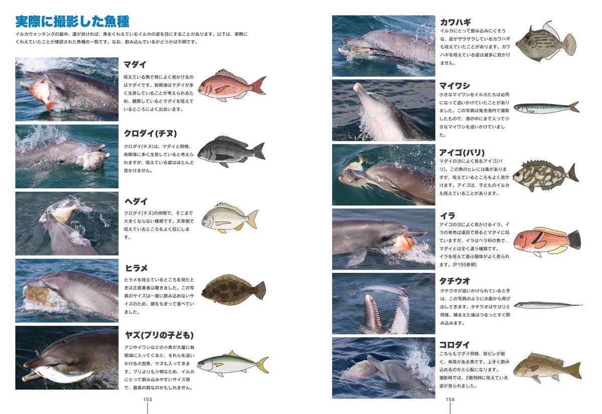 ayaka__dolphin's tweet photo. 『あまくさのイルカたち』本日発売‼️

天草の野生イルカ102頭の個体紹介＋知識ページたっぷりの一冊🐬
推しイルカを見つけたい方にもおすすめです！

価格：2,800円(税込)
サイズ・ページ数：A5／176P／フルカラー
販売場所は以下リプライから🔽 https://t.co/ZjWYaYwR4n