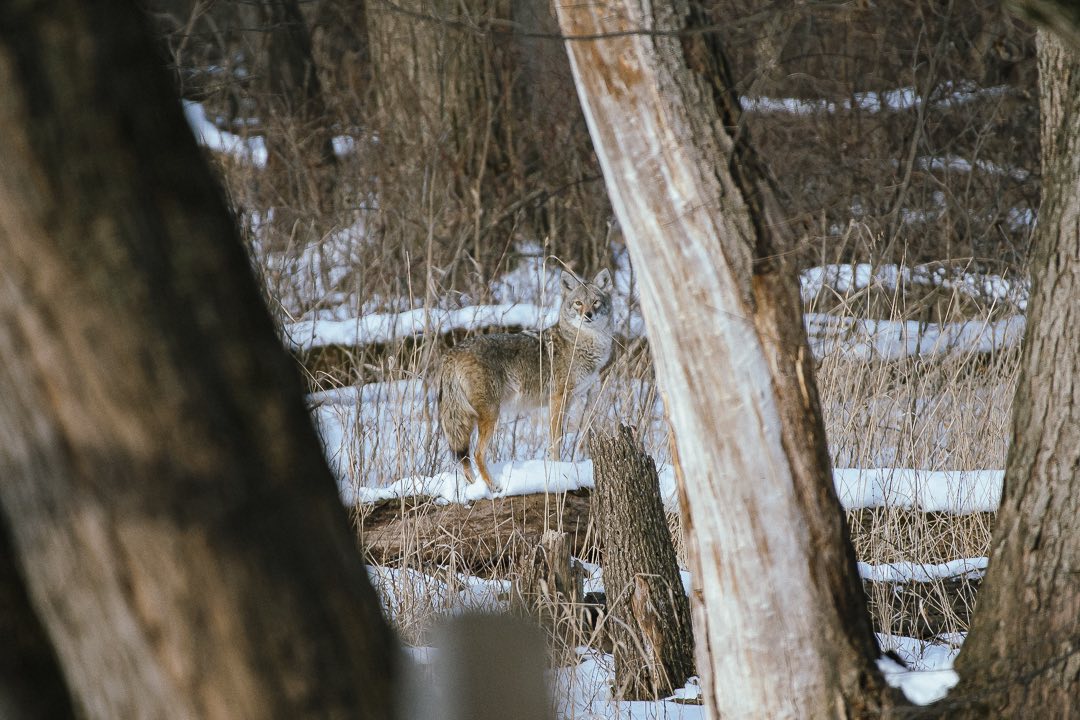 Forest Preserves tweet media