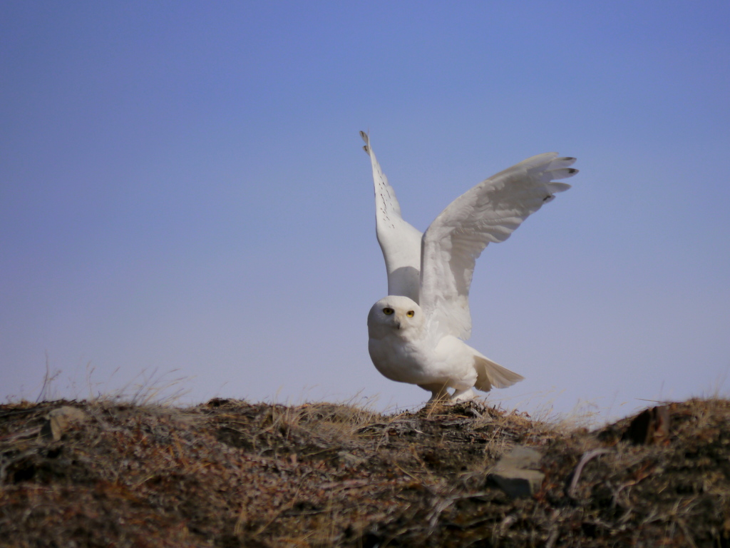 This #WorldWildlifeDay, we celebrate the Snowy Owl! Despite rising threats, this remarkable species inspires action. 

Have your say—public consultation about this iconic bird is open until October 14, 2026: ow.ly/cmvM50YoiS0