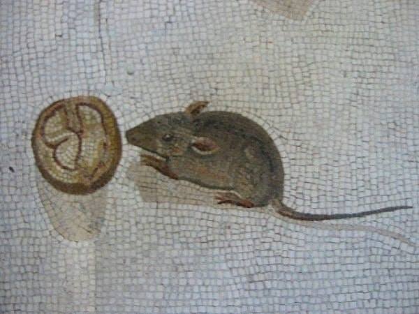 BiancoDavinci's tweet photo. Mouse eating a nut. Roman mosaic (200 BC). Vatican City, Rome https://t.co/mlVTBrowQz
