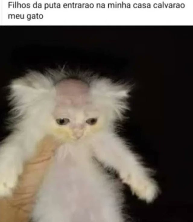 gato calvo tweet media