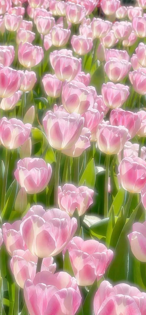 artindetails's tweet photo. tulip season https://t.co/Q77Z53xaaz