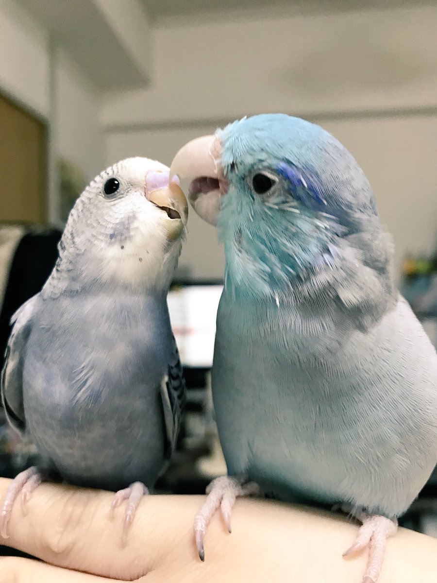 #ひなまつり
コザクラの雛時代が可愛すぎて沼