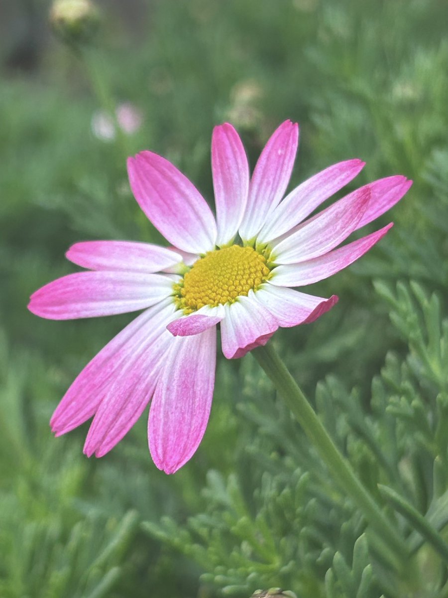 🌼 Tantan 🌼 tweet media