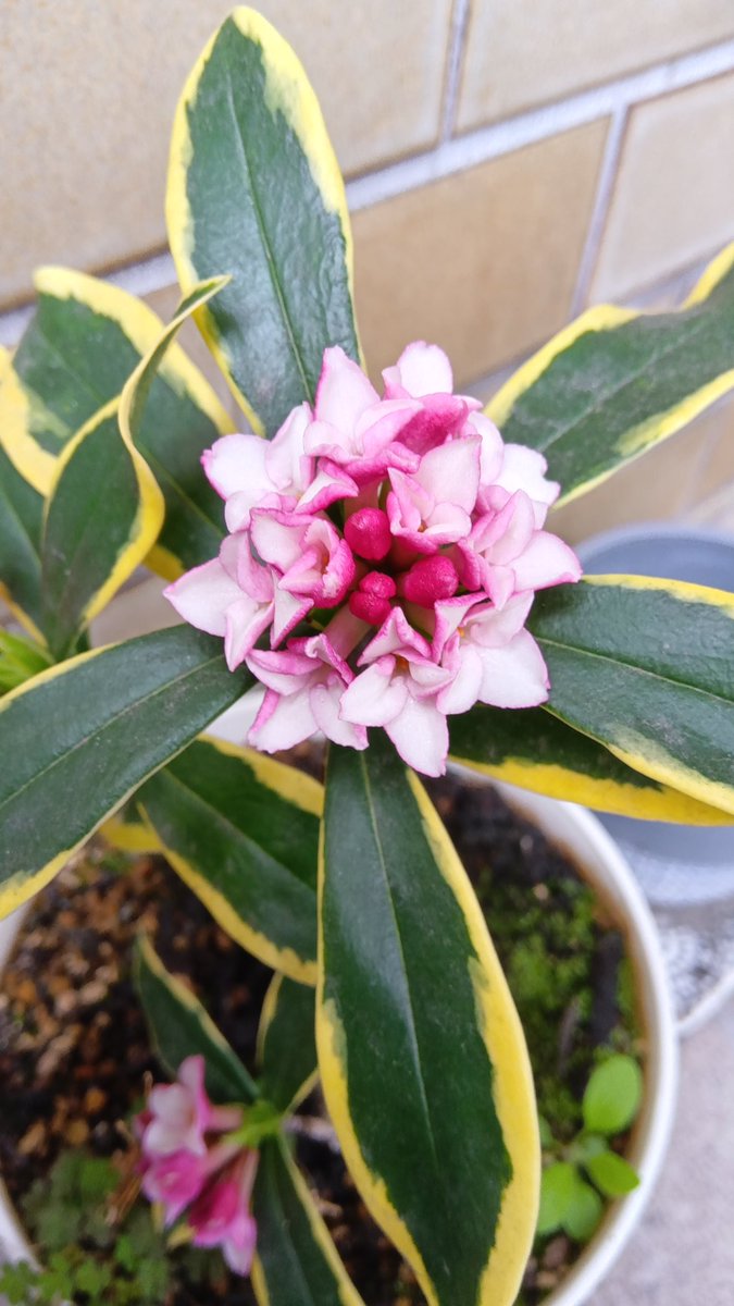 沈丁花(じんちょうげ)が
今年も咲きました。
私は
世界で１番大好きな香り。
愛してます。

#沈丁花 #daphne