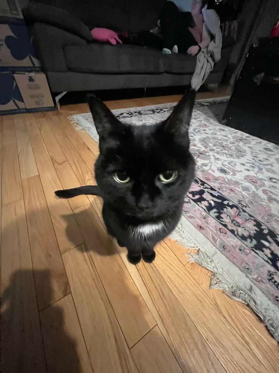 Black cats are not bad luck tweet media
