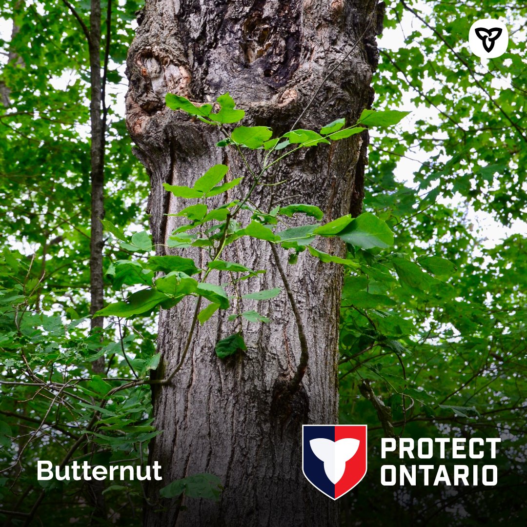 Environment Ontario tweet media