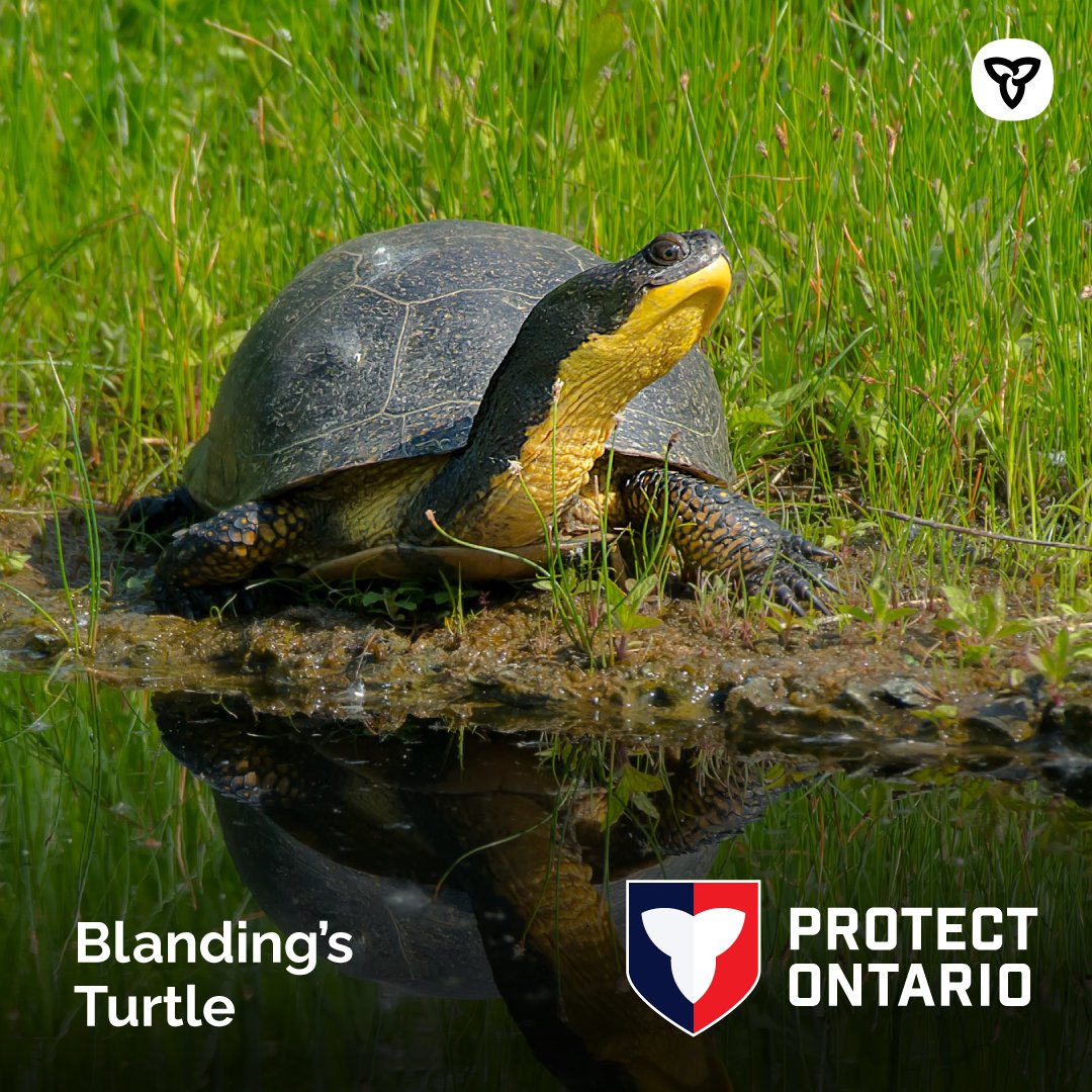 Environment Ontario tweet media