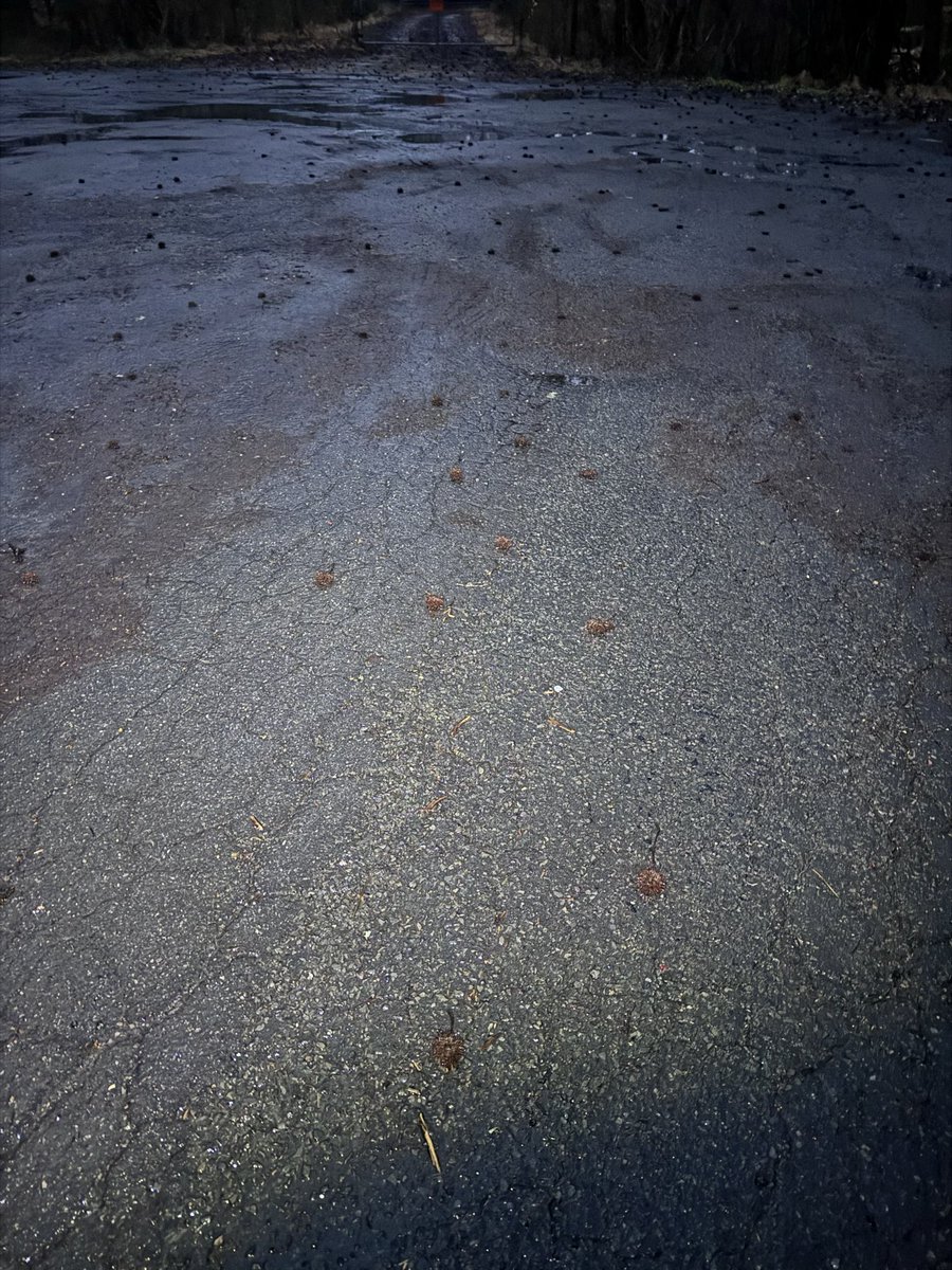 TheOtherLori's tweet image. 4 miles of hills in the drizzly mist with 7 hill repeats at the end. Trying to dodge the gum balls of death in the dark was a fun treat. #runchat #gumballsofdeath #hillsforbreakfast