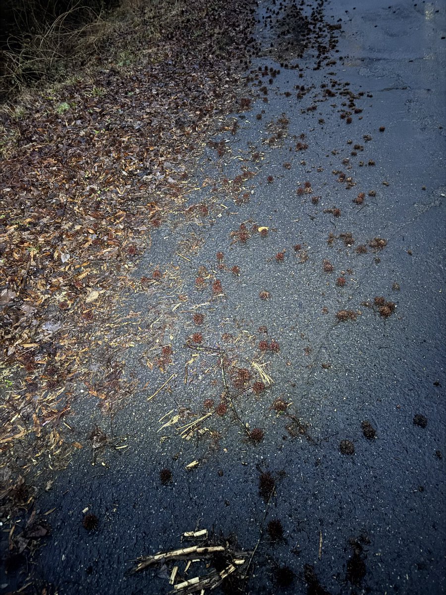 TheOtherLori's tweet image. 4 miles of hills in the drizzly mist with 7 hill repeats at the end. Trying to dodge the gum balls of death in the dark was a fun treat. #runchat #gumballsofdeath #hillsforbreakfast