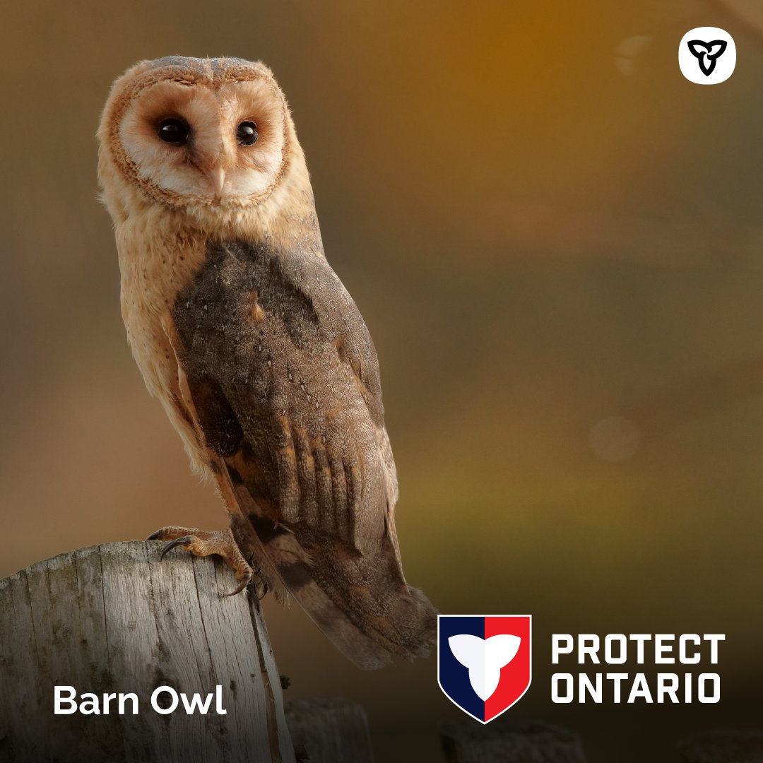 Environment Ontario tweet media