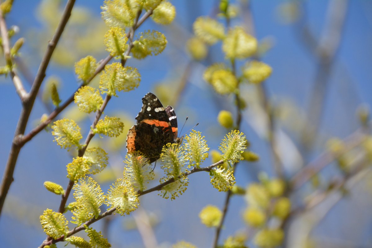 Lake Simcoe CA tweet media