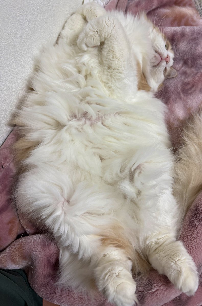 なんですかこれは…？