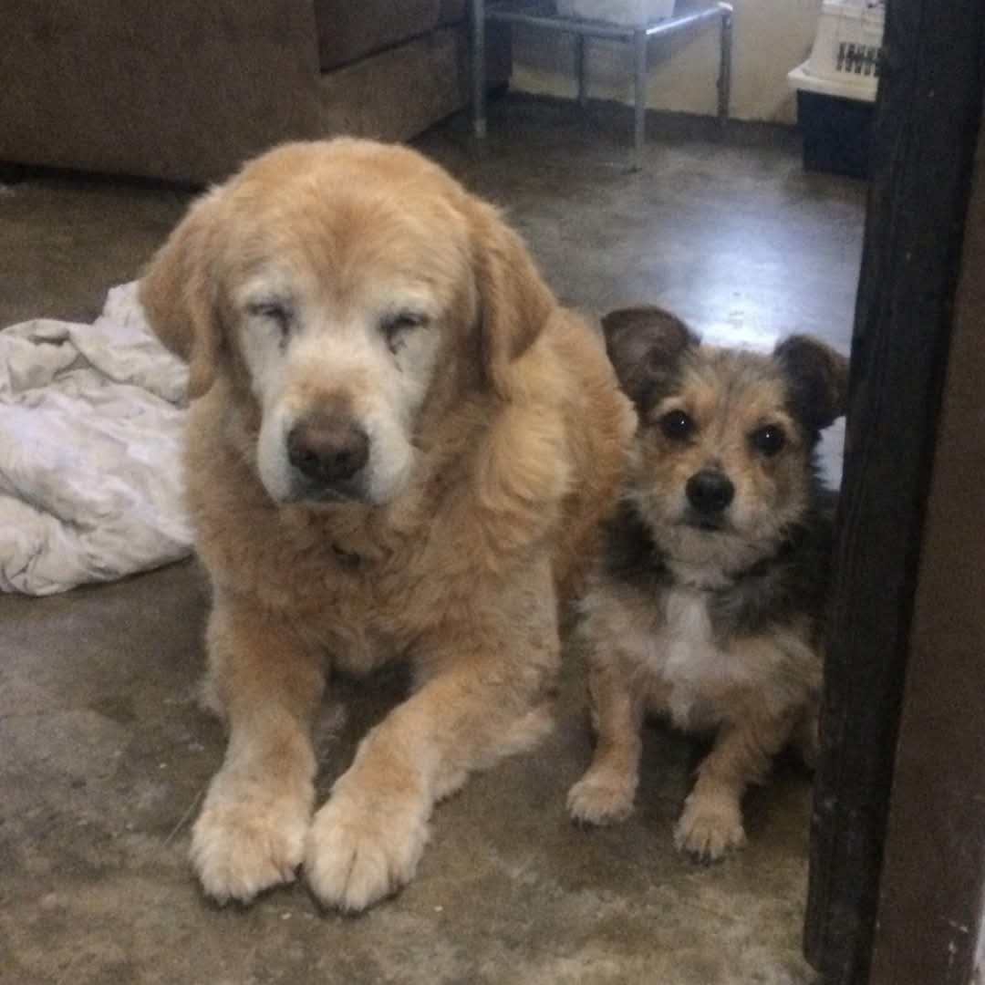 The Husky tweet media