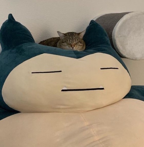 Punch Cat (@punchingcat) on Twitter photo 