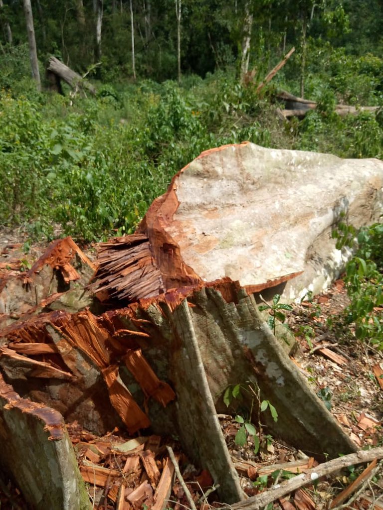 Association for Conservation of Bugoma Forest tweet media