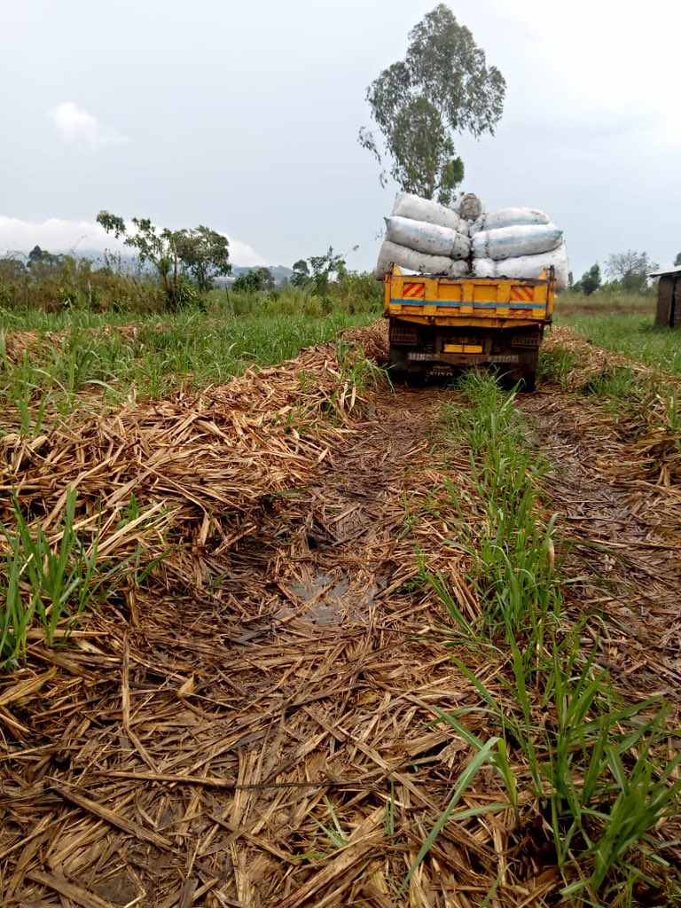 Association for Conservation of Bugoma Forest tweet media