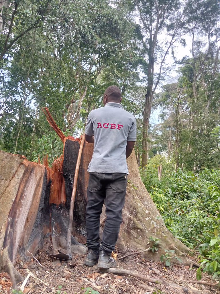 Association for Conservation of Bugoma Forest tweet media