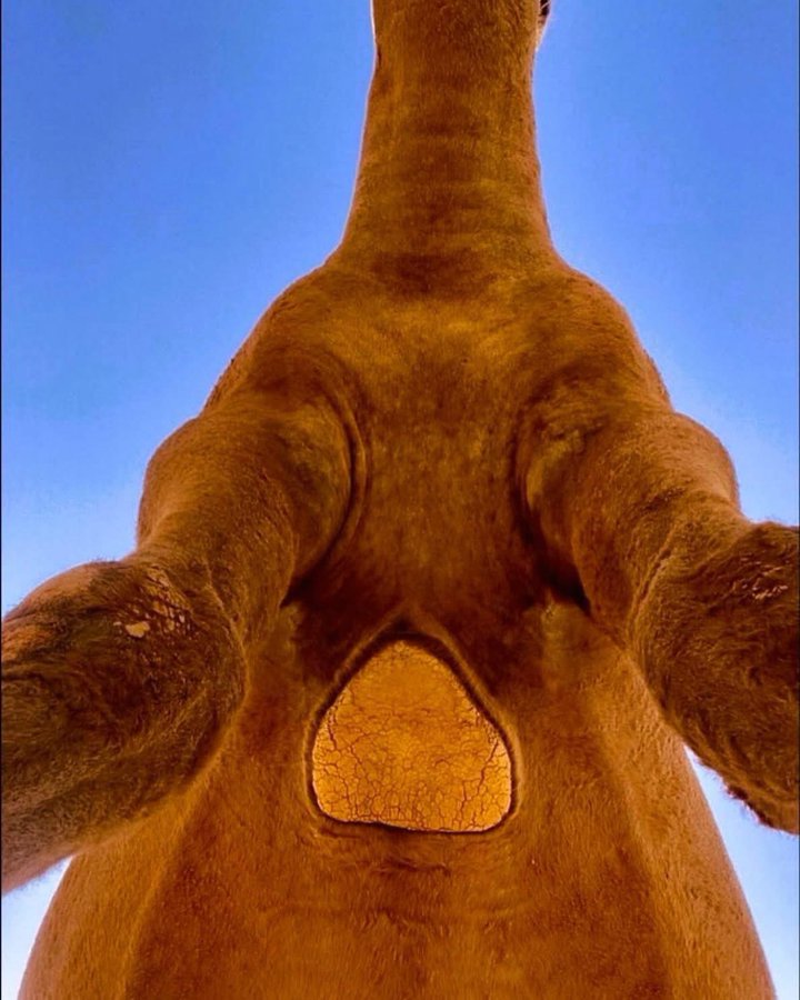 د. ماهر المعيقلي tweet media