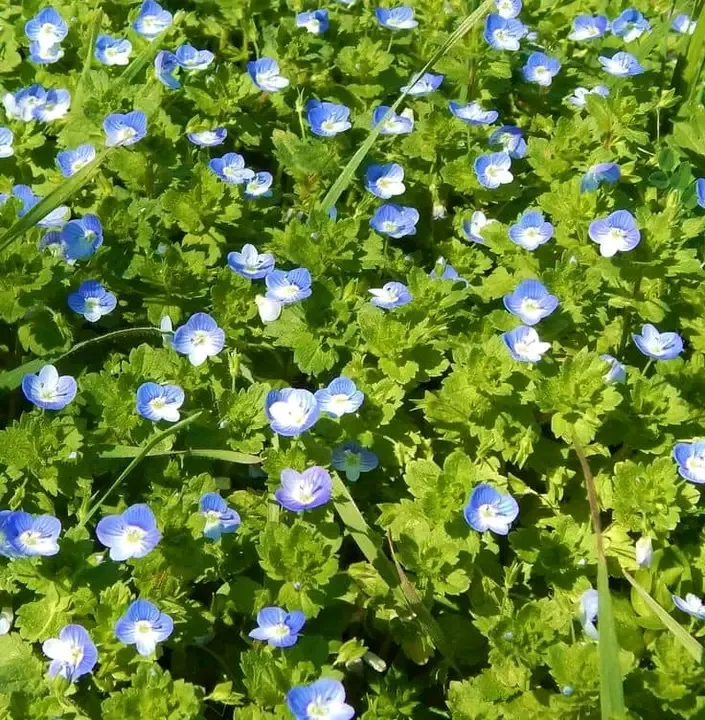 artindetails's tweet photo. a field of fallen stars. https://t.co/PbxjrnNtzR