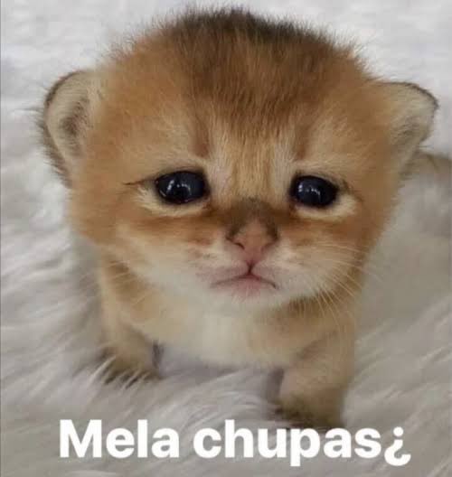 Un tapatío en bici 🚲 tweet media