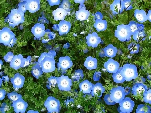artindetails's tweet photo. a field of fallen stars. https://t.co/PbxjrnNtzR