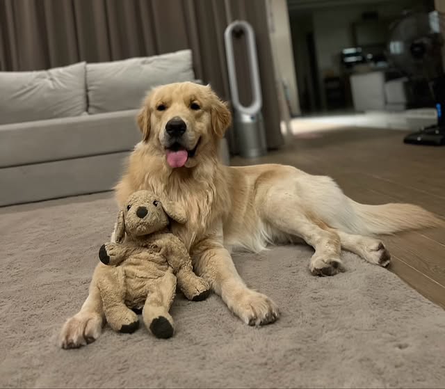 Ohmpawat_Family's tweet photo. ✨03.03.2026✨
IG Post : gold_denn Update (1/2)

" เน่าๆของโกลเด้นน 🐻 #goldenretriever "

#gold_denn
#ohmpawat #ยิ้ม5พันของโอมภวัต https://t.co/pNbKLYHw6Z