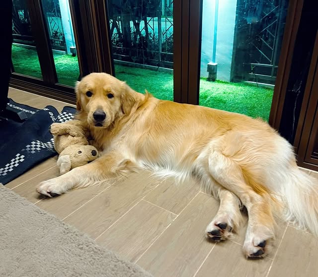 Ohmpawat_Family's tweet photo. ✨03.03.2026✨
IG Post : gold_denn Update (1/2)

" เน่าๆของโกลเด้นน 🐻 #goldenretriever "

#gold_denn
#ohmpawat #ยิ้ม5พันของโอมภวัต https://t.co/pNbKLYHw6Z