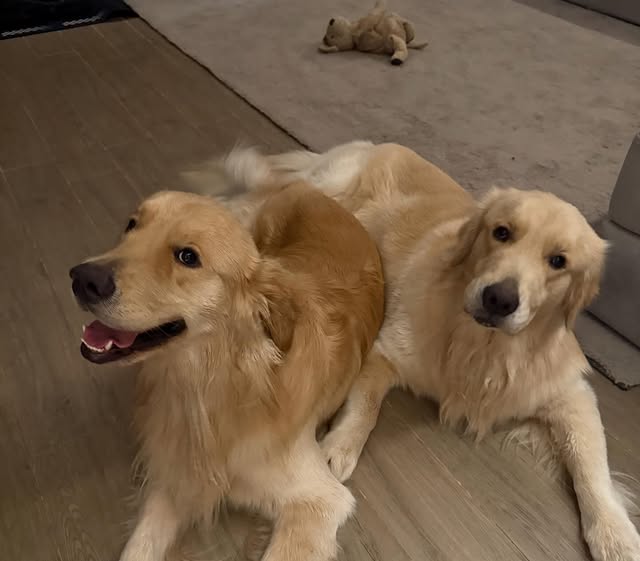 ✨03.03.2026✨
IG Post : gold_denn Update (1/2)

" เน่าๆของโกลเด้นน 🐻 #goldenretriever "

#gold_denn
#ohmpawat #ยิ้ม5พันของโอมภวัต