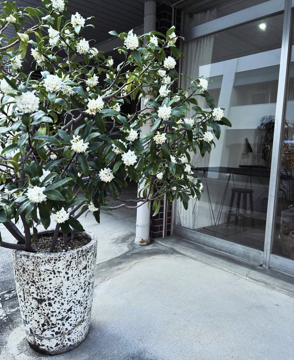 tonari_info's tweet photo. お店の前にあった、沈丁花

先日の暴風にのせいで、ヒビが入っていた鉢が割れて横倒しになりました

廃棄の話も出ましたが、ずっとお世話していたし、それは可哀想で…

ギリギリのところで、いい庭師さんを紹介してもらって保護してもらいました😭

植替えして、次の持ち主を探してもらう予定です https://t.co/bM4XQCvny6