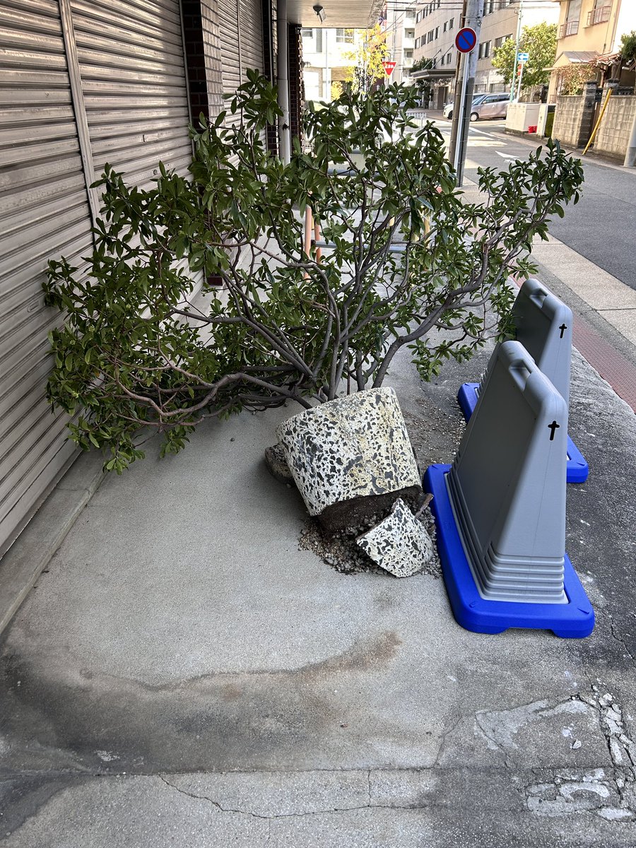 tonari_info's tweet photo. お店の前にあった、沈丁花

先日の暴風にのせいで、ヒビが入っていた鉢が割れて横倒しになりました

廃棄の話も出ましたが、ずっとお世話していたし、それは可哀想で…

ギリギリのところで、いい庭師さんを紹介してもらって保護してもらいました😭

植替えして、次の持ち主を探してもらう予定です https://t.co/bM4XQCvny6