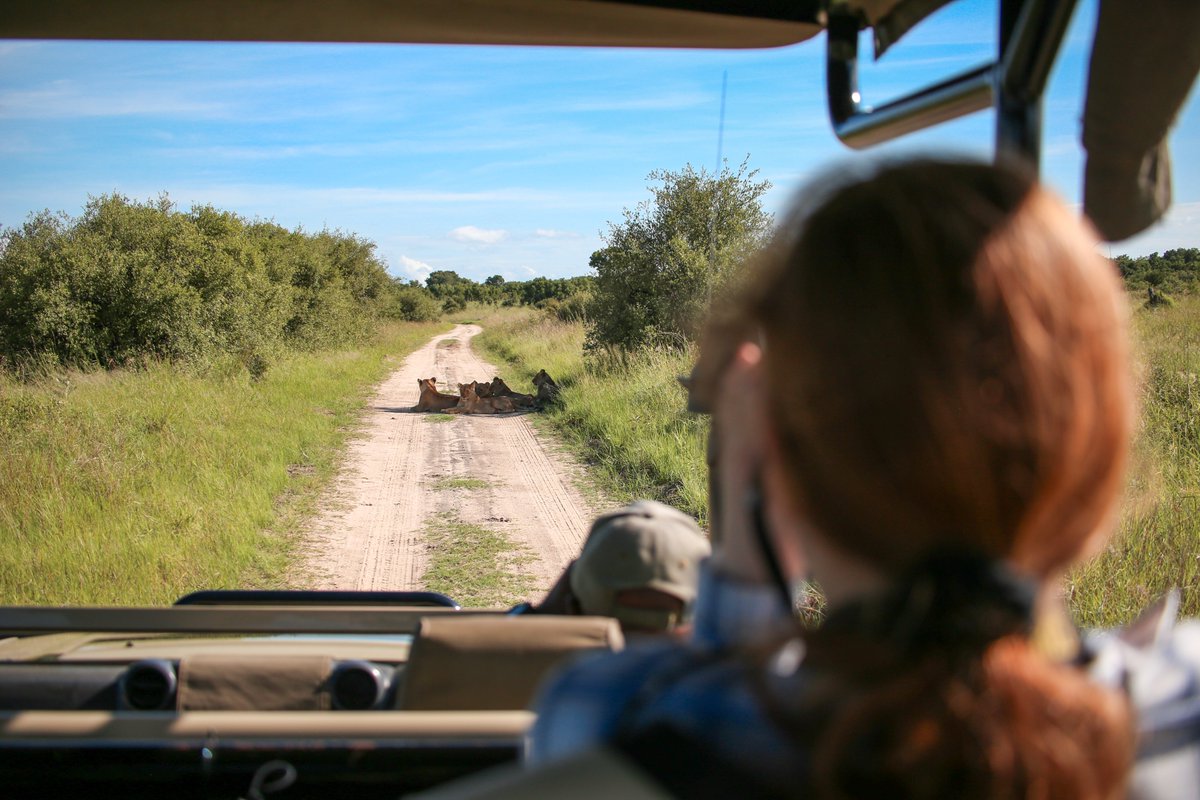 African Bush Camps tweet media