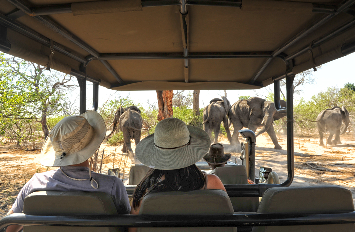 African Bush Camps tweet media