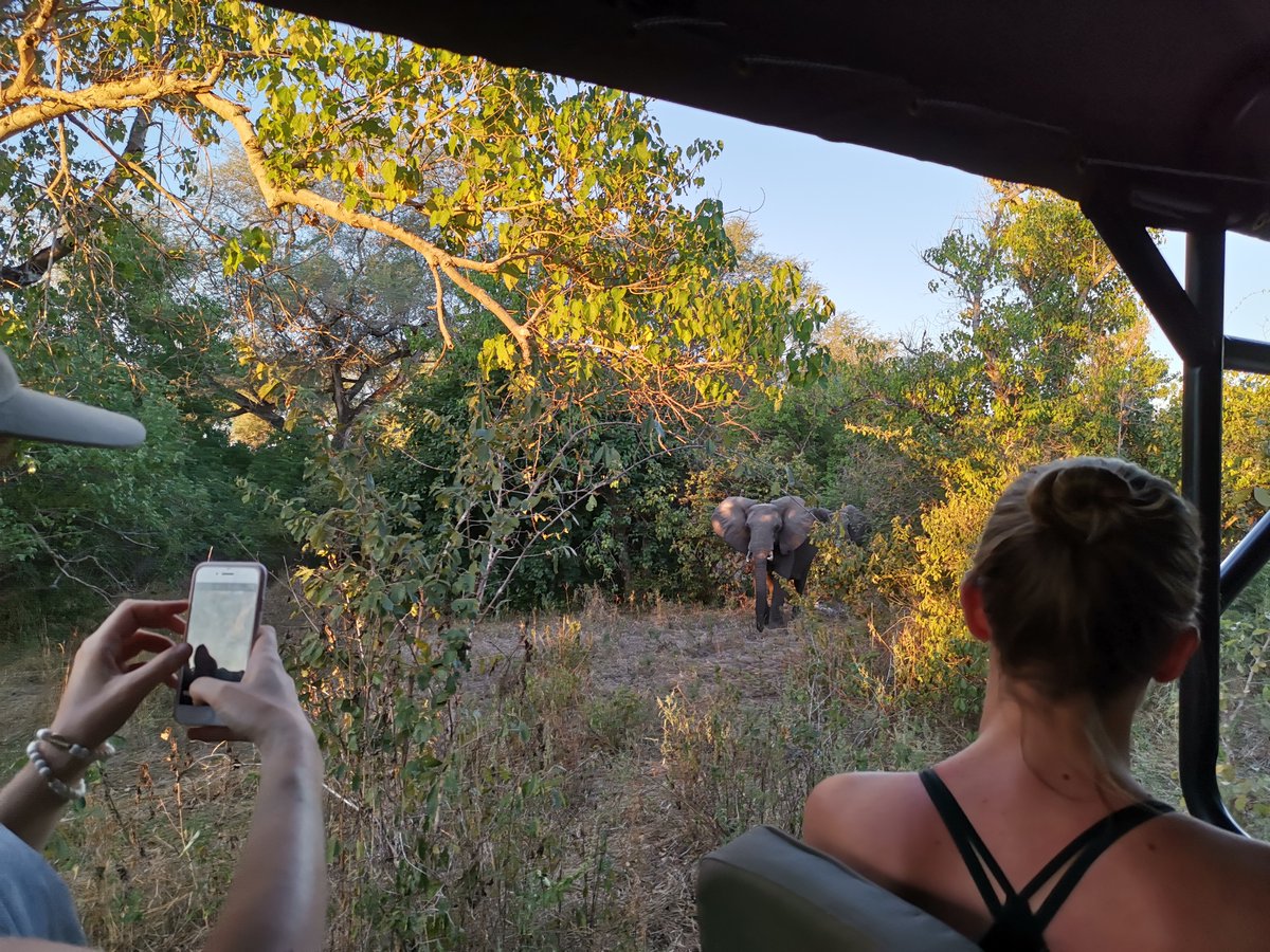 African Bush Camps tweet media