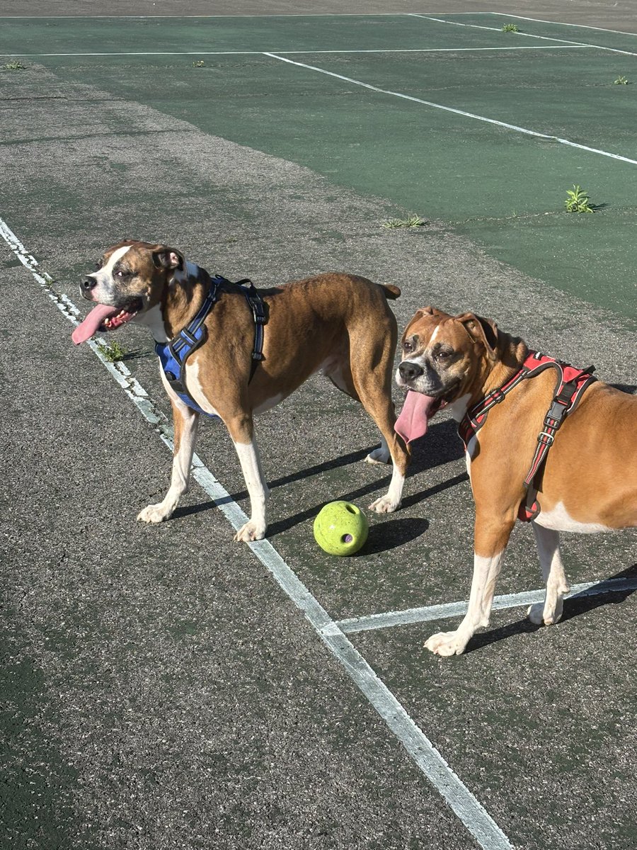 WinnieJ64's tweet photo. Everyday is  #TongueOutTuesday for these bros Brody &amp; Chase ❤️❤️ https://t.co/iZgtah6ELO