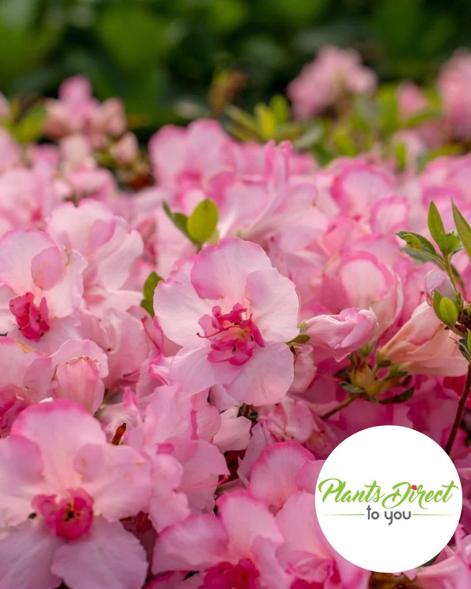 PlantsDirectTo's tweet photo. Autumn Kiss Encore Azalea brings truly unique bicolor blooms to the landscape, flowering heavily in spring and returning in waves through summer and fall.

Visit us at https://t.co/40dSre9Wcu or give us a call at 704-990-2580
#encore #azalea #autumnkiss #plant  #plantsdirecttoyou https://t.co/VARk2yQwgf