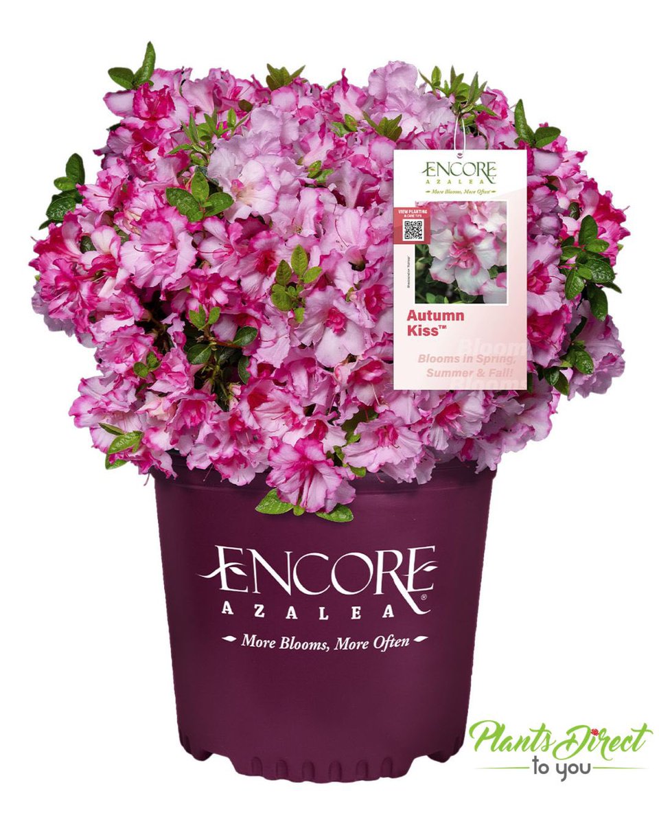 PlantsDirectTo's tweet photo. Autumn Kiss Encore Azalea brings truly unique bicolor blooms to the landscape, flowering heavily in spring and returning in waves through summer and fall.

Visit us at https://t.co/40dSre9Wcu or give us a call at 704-990-2580
#encore #azalea #autumnkiss #plant  #plantsdirecttoyou https://t.co/VARk2yQwgf