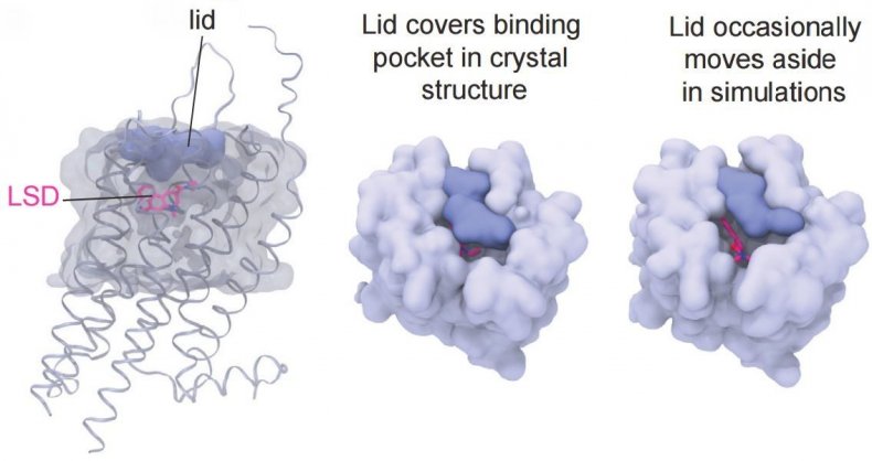 FatherMcKennaa's tweet photo. Scientists at UNC crystallized LSD inside a human serotonin receptor and discovered something insane:

When LSD enters the receptor, the receptor physically folds a protein lid over the molecule and traps it inside.

Your brain locks LSD in a room and throws away the key. That's why a single tab lasts 12 hours.

The half-life of LSD in your blood is about 1 hour. But it stays locked in the receptor for 8-12 hours.

100 millionths of a gram does this.