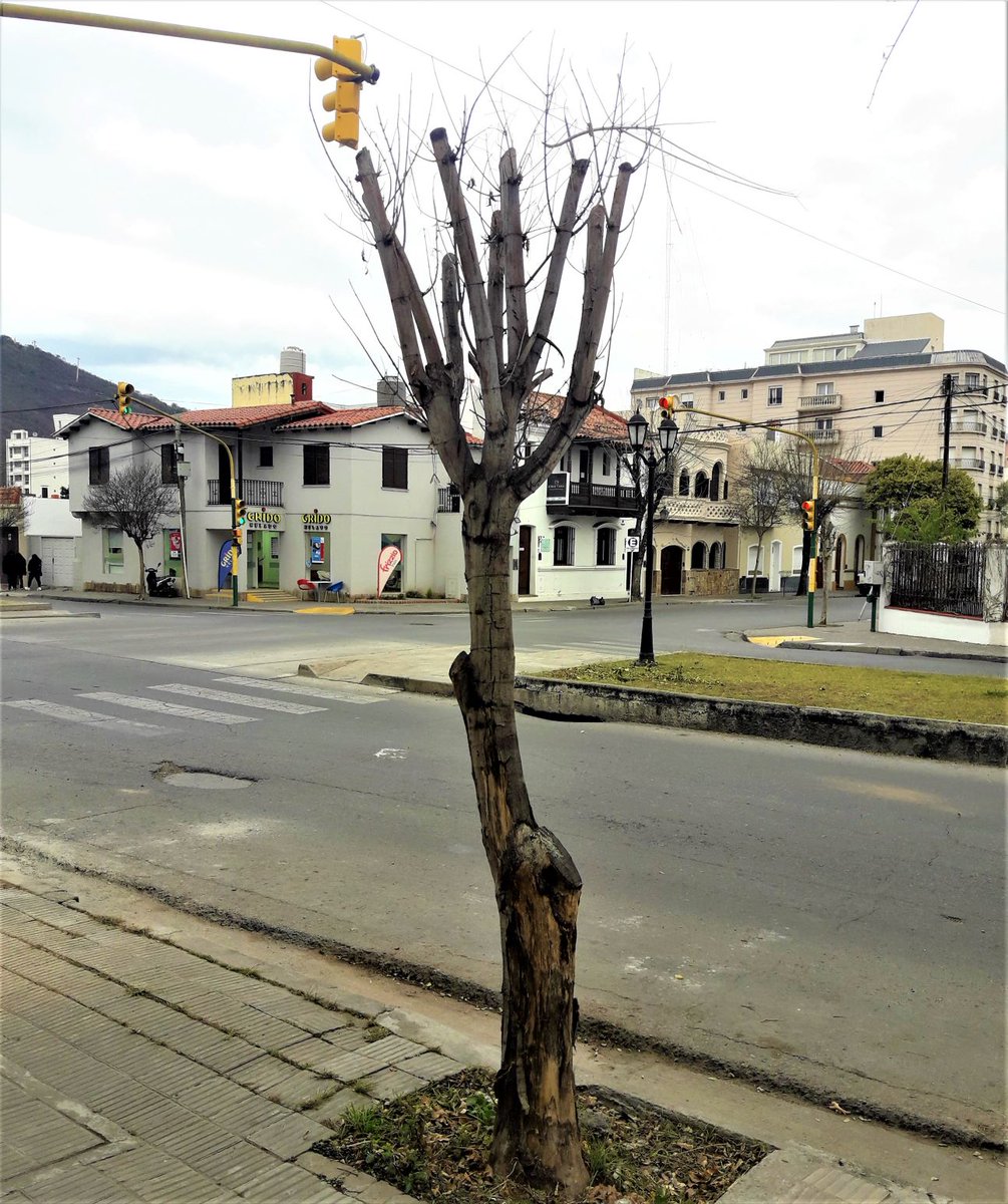 Los Árboles Mágicos ®️, (by Oscar Gaitan) tweet media