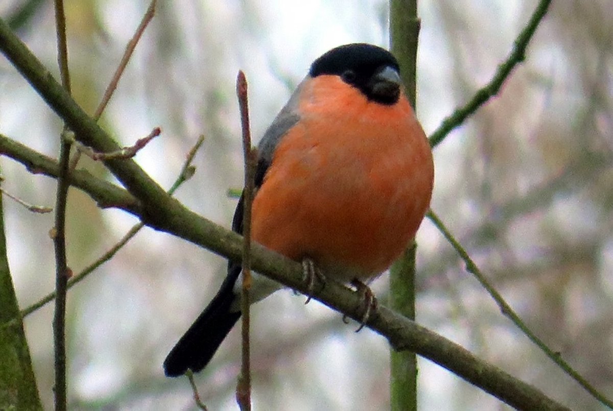 Steve Tandy tweet media