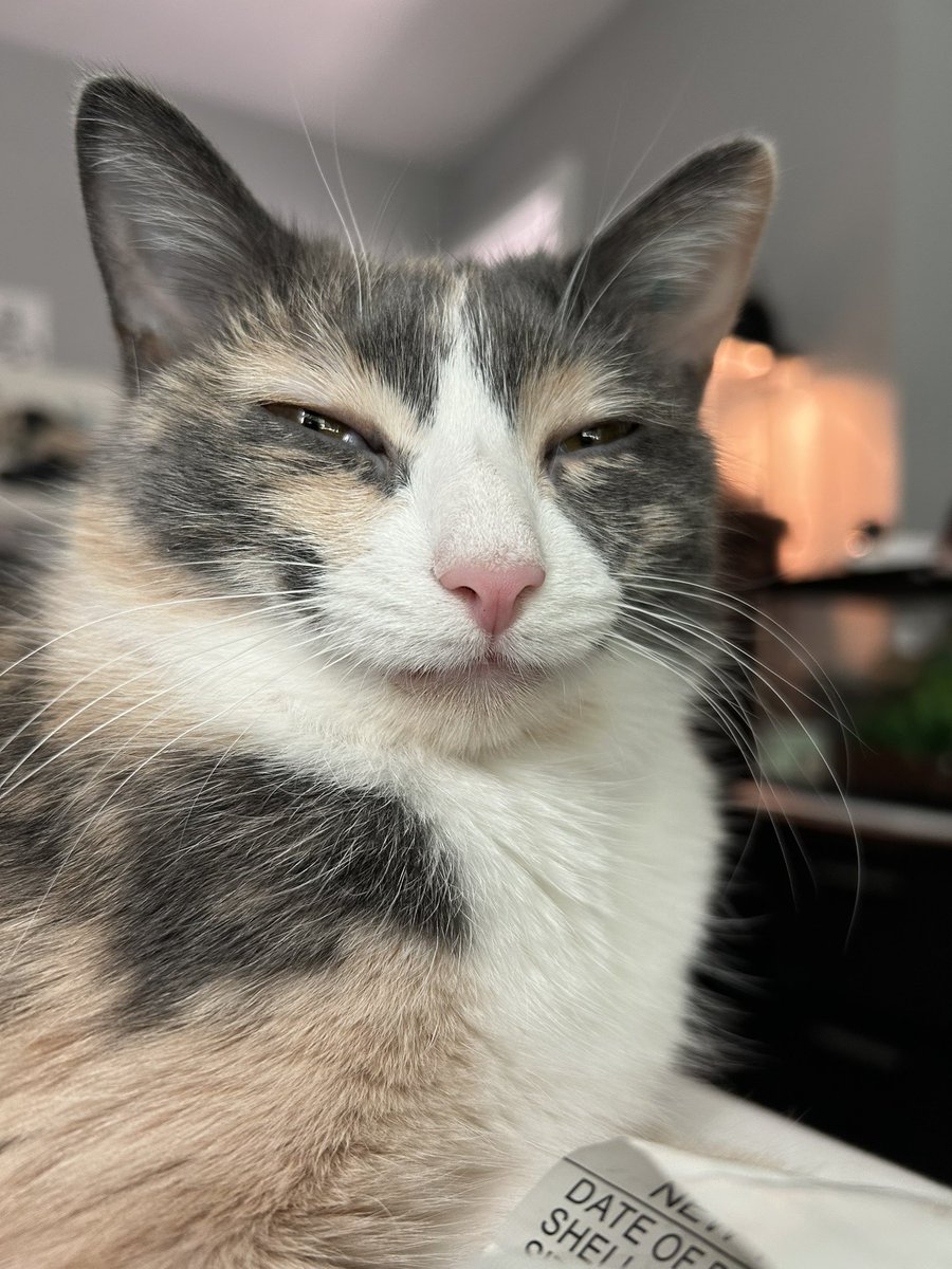 oreo & monkey (@oreoeocat) on Twitter photo 