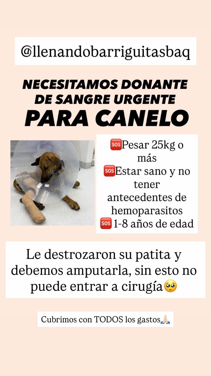 El tiempo se agota💔

No conseguimos donante para Canelo, ni dinero para seguir haciendo exámenes a los posibles donantes💔

Compartí este post puede salvar una vida, por favor ayúdanos🙏🏻