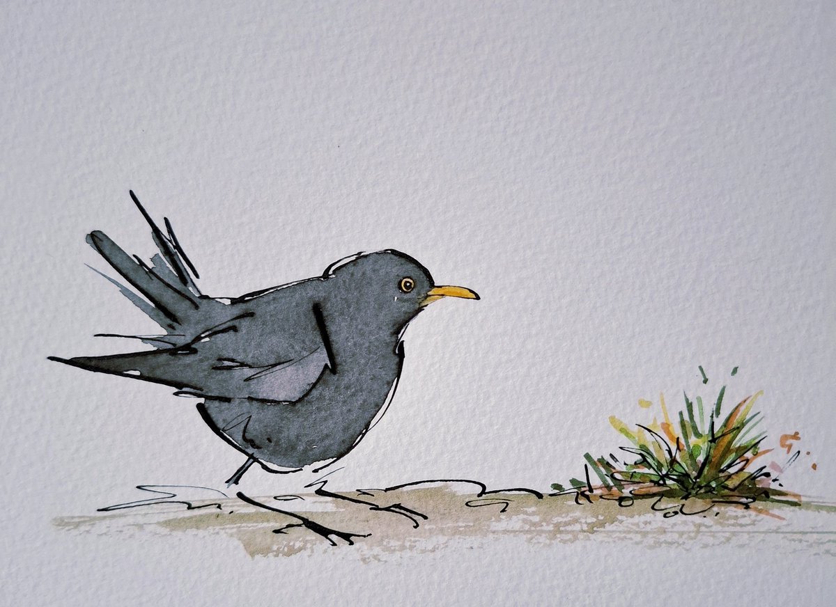 sketchbook corner: Mr Blackbird looking a little disappointed with the current selection of nesting material..