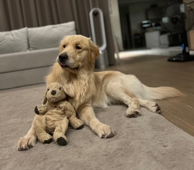 Ohmpawat_Family's tweet photo. ✨03.03.2026✨
IG Post : gold_denn Update (2/2)

" เน่าๆของโกลเด้นน 🐻 #goldenretriever "

#gold_denn
#ohmpawat #ยิ้ม5พันของโอมภวัต https://t.co/WmB1RtvPGq